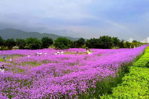 倉山，給世界一點顏色瞧瞧 柳葉馬鞭草的紫色浪漫